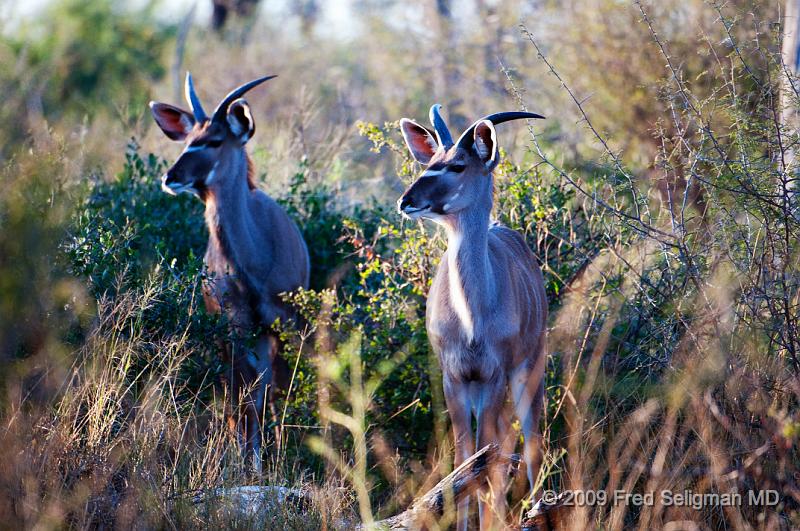 20090613_084533 D300 X1.jpg - The large ears of the Greater Kudu make them quite sensitive to noise, making it a shy antelope that is difficult to approach